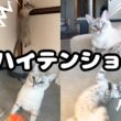 止まらない！ハイテンションシャムトラ猫に振り回された土曜朝