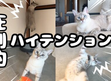 止まらない！ハイテンションシャムトラ猫に振り回された土曜朝