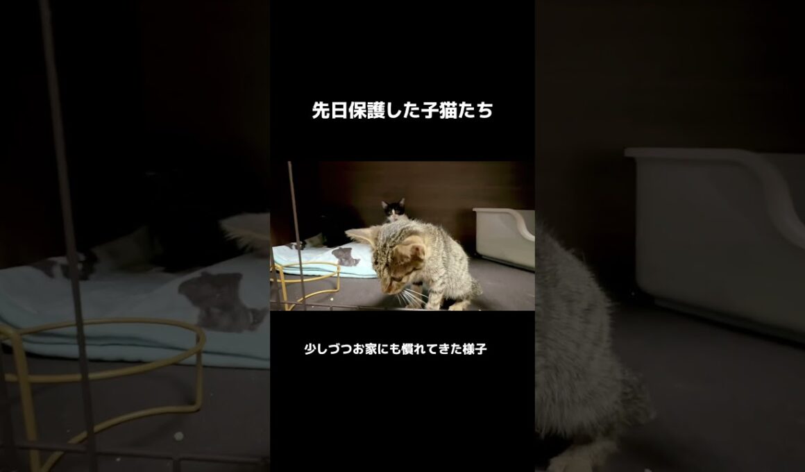 子猫たちのお引越し #保護猫 #子猫 #赤ちゃん猫  #ねこのいる暮らし