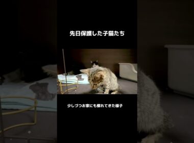 子猫たちのお引越し #保護猫 #子猫 #赤ちゃん猫  #ねこのいる暮らし