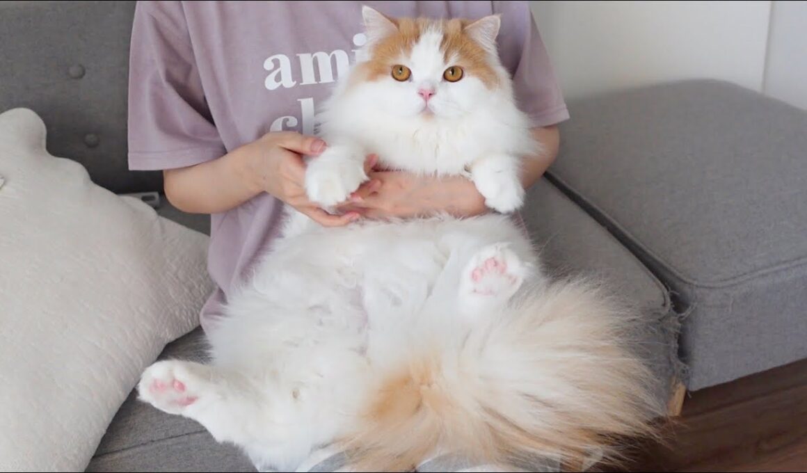 バリカンカットが怖くて見ないように頑張るも、時々チラ見しちゃう猫w