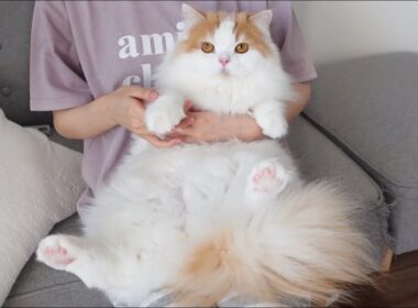 バリカンカットが怖くて見ないように頑張るも、時々チラ見しちゃう猫w