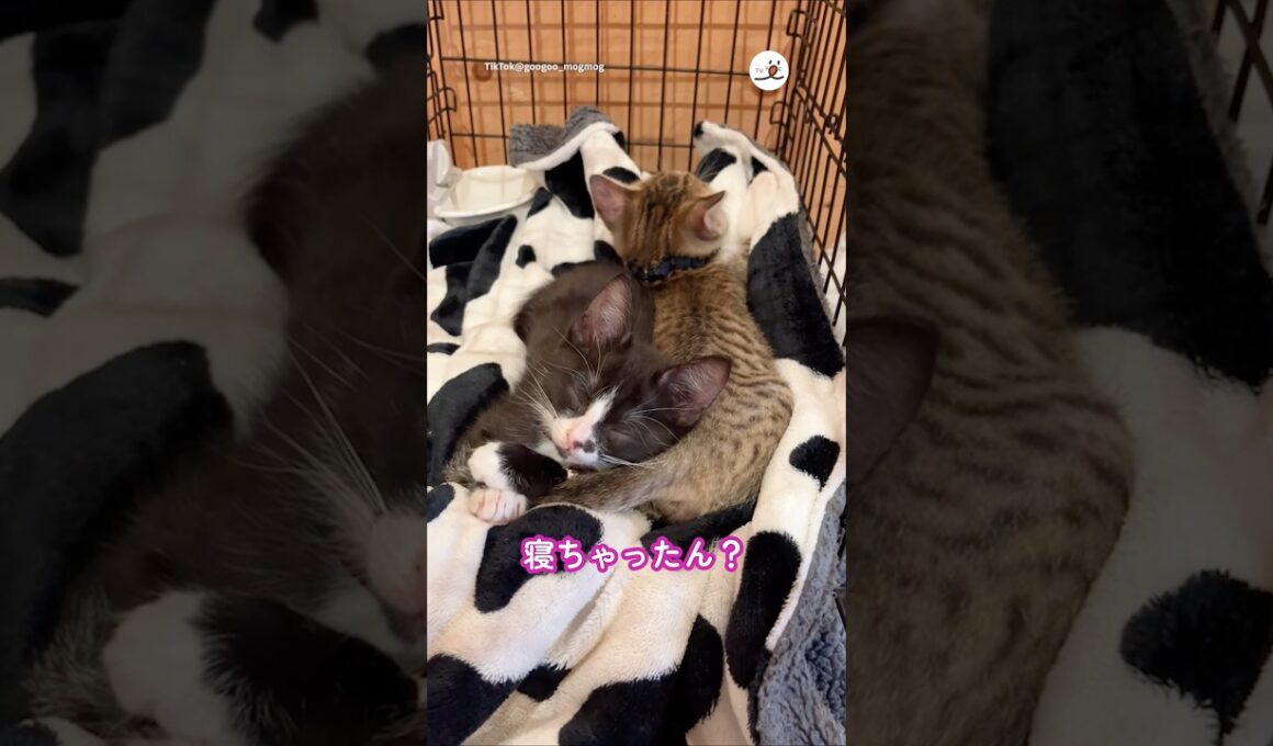 ご飯の準備してる間に眠くなった子猫｜PECO