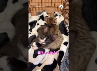 ご飯の準備してる間に眠くなった子猫｜PECO