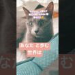 大切な「あなた」へ❤️ #猫 #ロシアンブルー #猫のいる暮らし  #shorts