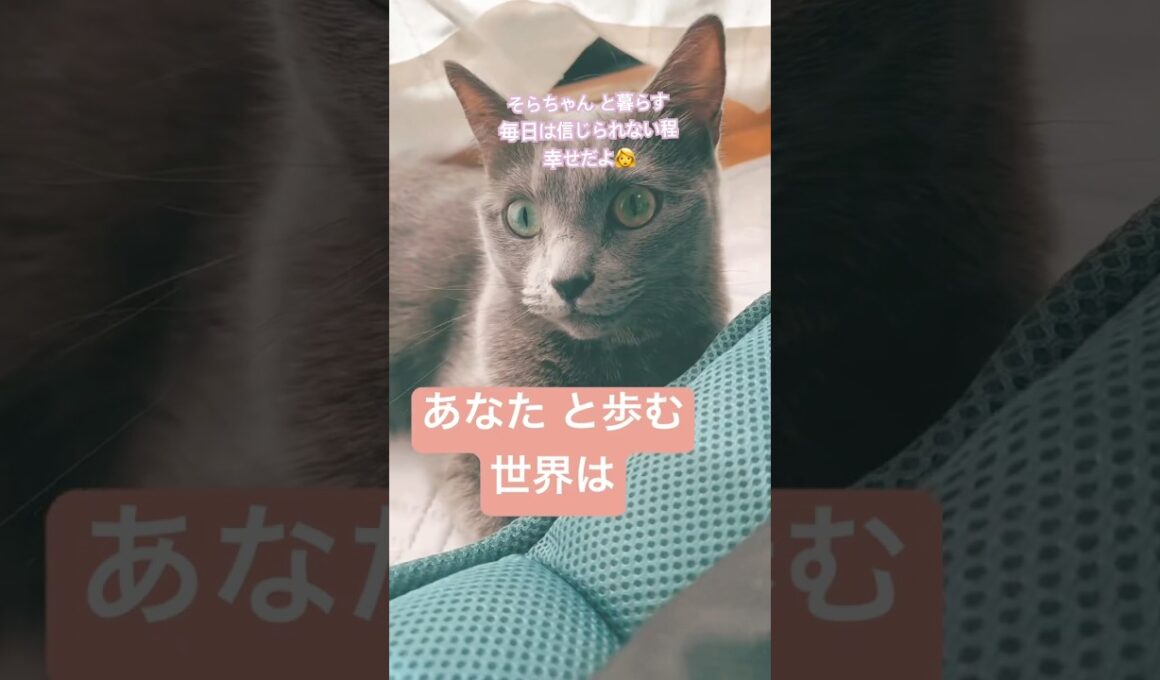 大切な「あなた」へ❤️ #猫 #ロシアンブルー #猫のいる暮らし  #shorts