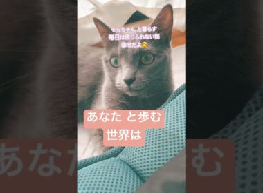 大切な「あなた」へ❤️ #猫 #ロシアンブルー #猫のいる暮らし  #shorts