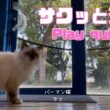 バーマン猫ラフ【サクッと遊ぶ】Play quickly（バーマン猫）Birman/Cat