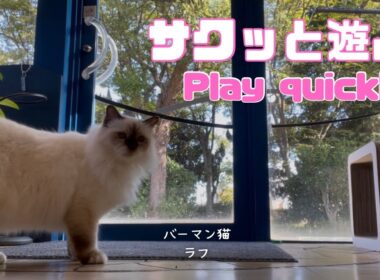 バーマン猫ラフ【サクッと遊ぶ】Play quickly（バーマン猫）Birman/Cat