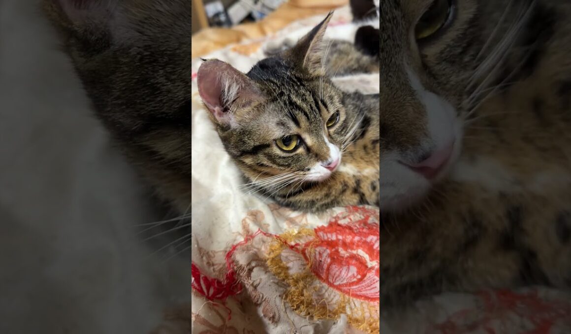 シャムの子ネコ雫「いつも、乗りやがって。今日は、乗ってやるキジシロのルル、黒猫の黒夢」