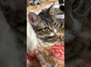 シャムの子ネコ雫「いつも、乗りやがって。今日は、乗ってやるキジシロのルル、黒猫の黒夢」