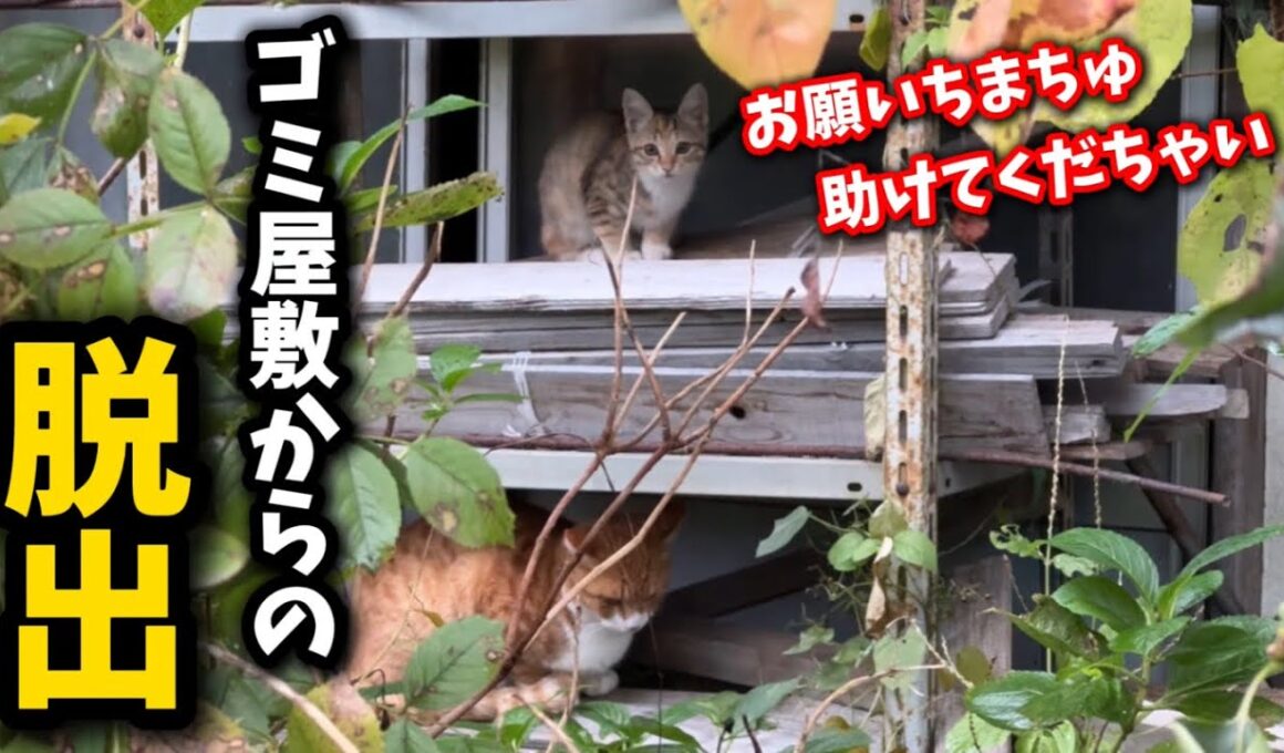 1日で生活が180度変わってしまった子猫の姿