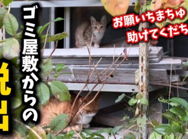1日で生活が180度変わってしまった子猫の姿