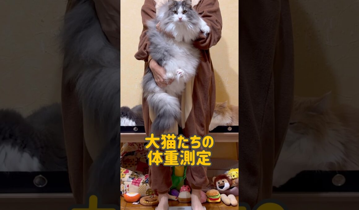 大猫たちの体重測定！！！！#shorts #ノルウェージャンフォレストキャット #ターキッシュアンゴラ #ねこ #cat