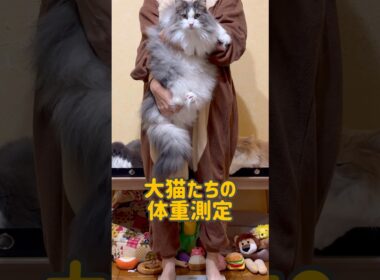 大猫たちの体重測定！！！！#shorts #ノルウェージャンフォレストキャット #ターキッシュアンゴラ #ねこ #cat