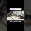 保護子猫兄妹、電池切れの兄猫と遊びたい妹猫 #cat  #猫  #ねこ  #保護猫 #cute #猫のいる暮らし #子猫 #shorts  #kitten #こねこ
