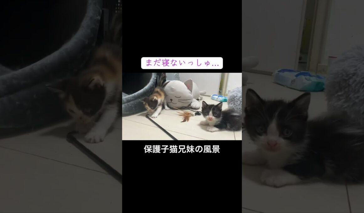 保護子猫兄妹、電池切れの兄猫と遊びたい妹猫 #cat  #猫  #ねこ  #保護猫 #cute #猫のいる暮らし #子猫 #shorts  #kitten #こねこ