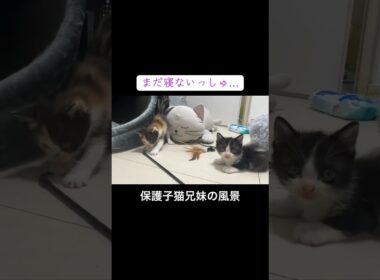 保護子猫兄妹、電池切れの兄猫と遊びたい妹猫 #cat  #猫  #ねこ  #保護猫 #cute #猫のいる暮らし #子猫 #shorts  #kitten #こねこ