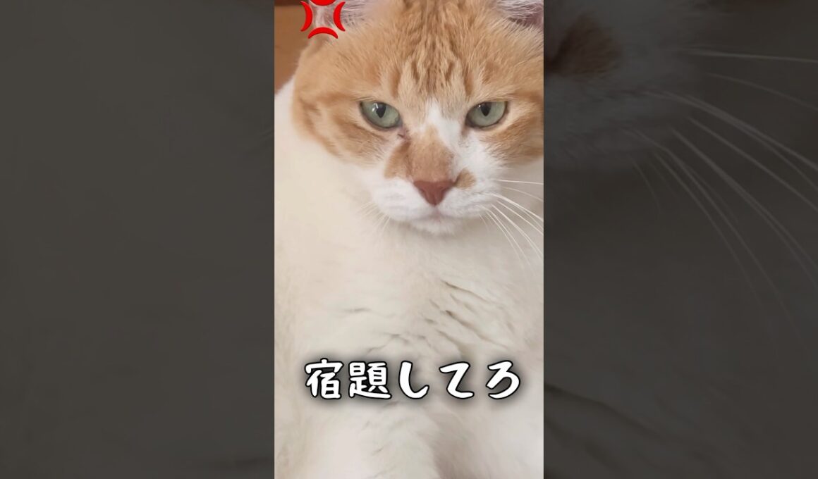 夏休み中うざ絡みしてくる子どもに我慢の限界がきた #猫武将 #ネコ #ねこ #元野良猫チャチャ