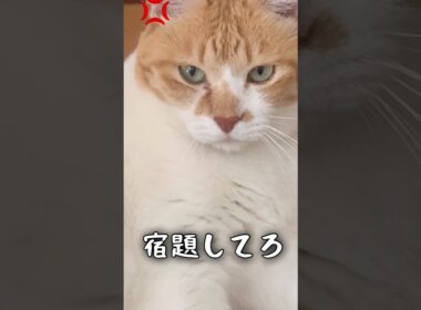 夏休み中うざ絡みしてくる子どもに我慢の限界がきた #猫武将 #ネコ #ねこ #元野良猫チャチャ