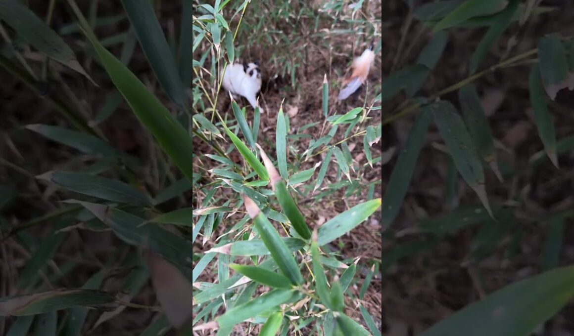 シャムの子ねこパンダくん。羽のネコジャラシだよ。興味を持ってくれた