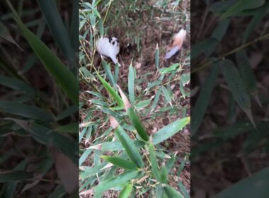 シャムの子ねこパンダくん。羽のネコジャラシだよ。興味を持ってくれた