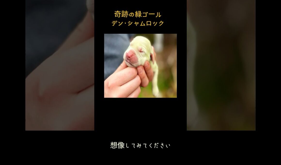 世界を虜にした緑の仔犬シャムロック#奇跡の誕生 #シャムロック #緑の犬 #ゴールデンレトリバー #奇跡の誕生 #幸運の犬 #珍しい動物 #ビリベルジン #犬の物語