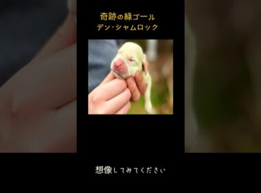 世界を虜にした緑の仔犬シャムロック#奇跡の誕生 #シャムロック #緑の犬 #ゴールデンレトリバー #奇跡の誕生 #幸運の犬 #珍しい動物 #ビリベルジン #犬の物語