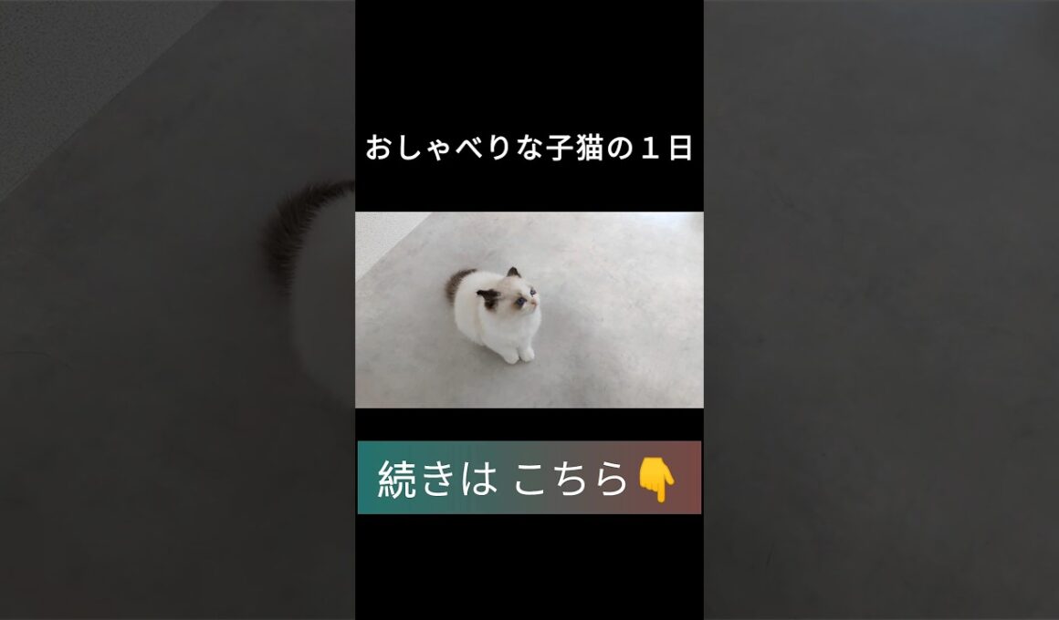 #shorts #ラグドール #子猫 #甘えん坊猫 #ぬいぐるみ猫 #ragdollcat