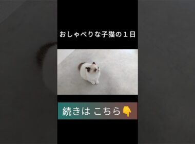 #shorts #ラグドール #子猫 #甘えん坊猫 #ぬいぐるみ猫 #ragdollcat