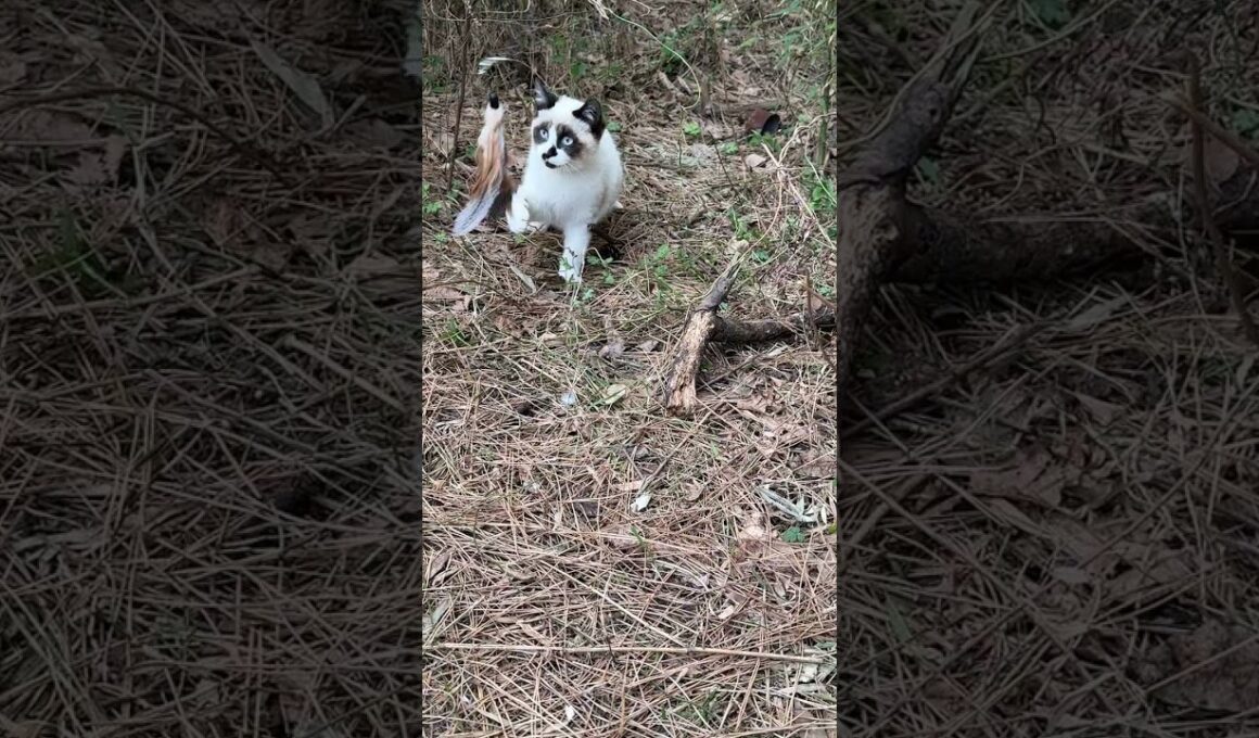 シャムの子ねこパンダくん、羽のネコジャラシ、遊びだしたら、結構、やる気満々で野性的ｗ