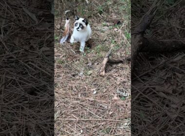 シャムの子ねこパンダくん、羽のネコジャラシ、遊びだしたら、結構、やる気満々で野性的ｗ