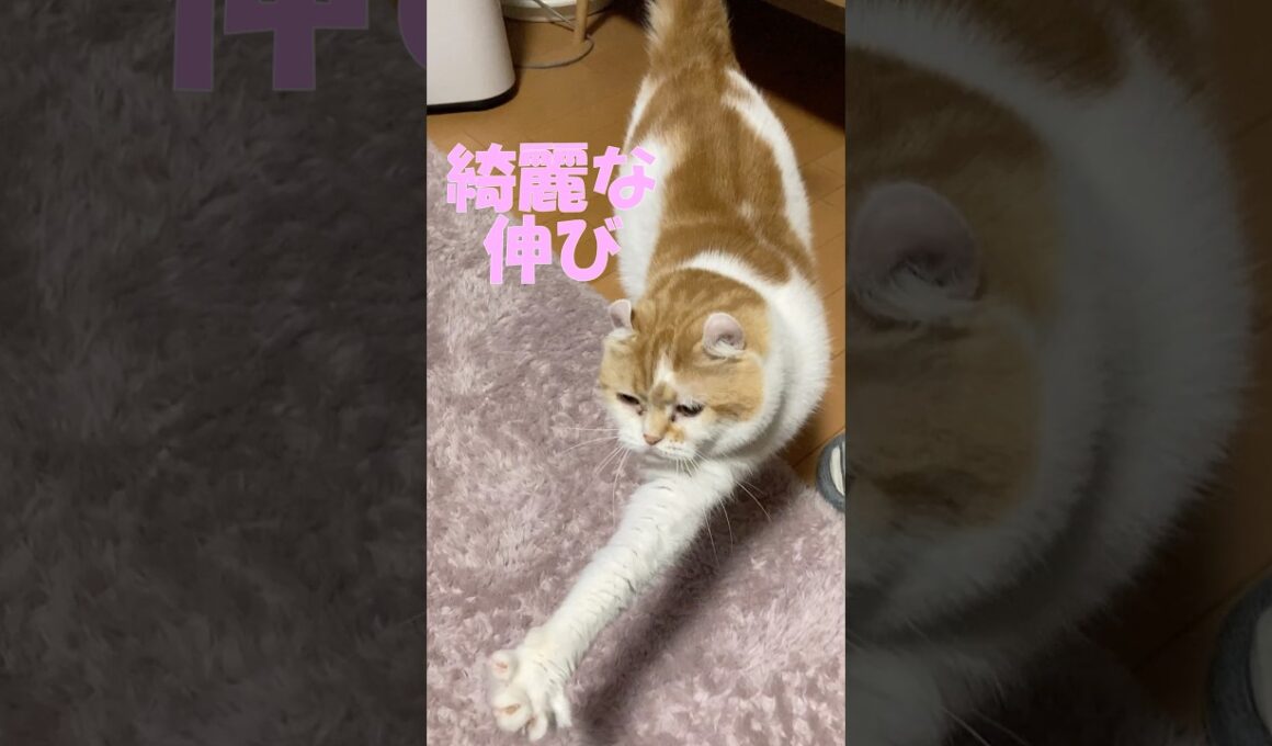 最近のルーティン  #cat #猫のいる暮らし #アメリカンカール