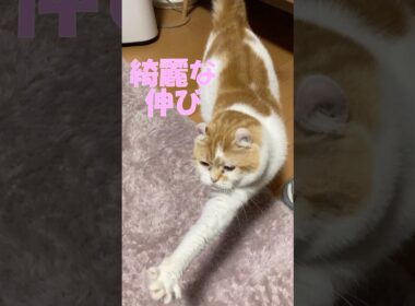 最近のルーティン  #cat #猫のいる暮らし #アメリカンカール