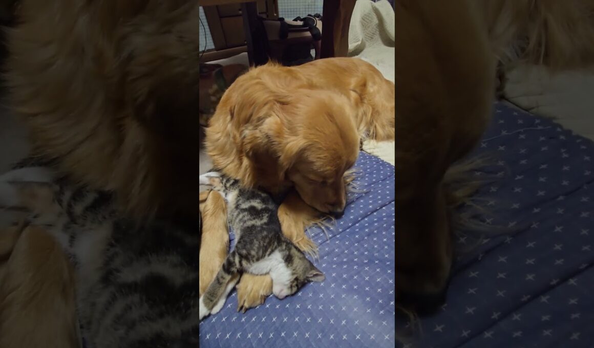 子猫に順応中のゴールデンレトリバーの２歳 #goldenretriever #子ネコ #ゴールデンレトリバー #子ネコ #ゴールデンレトリバー #kitten  #大型犬のいる生活 #癒し