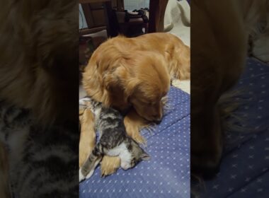 子猫に順応中のゴールデンレトリバーの２歳 #goldenretriever #子ネコ #ゴールデンレトリバー #子ネコ #ゴールデンレトリバー #kitten  #大型犬のいる生活 #癒し