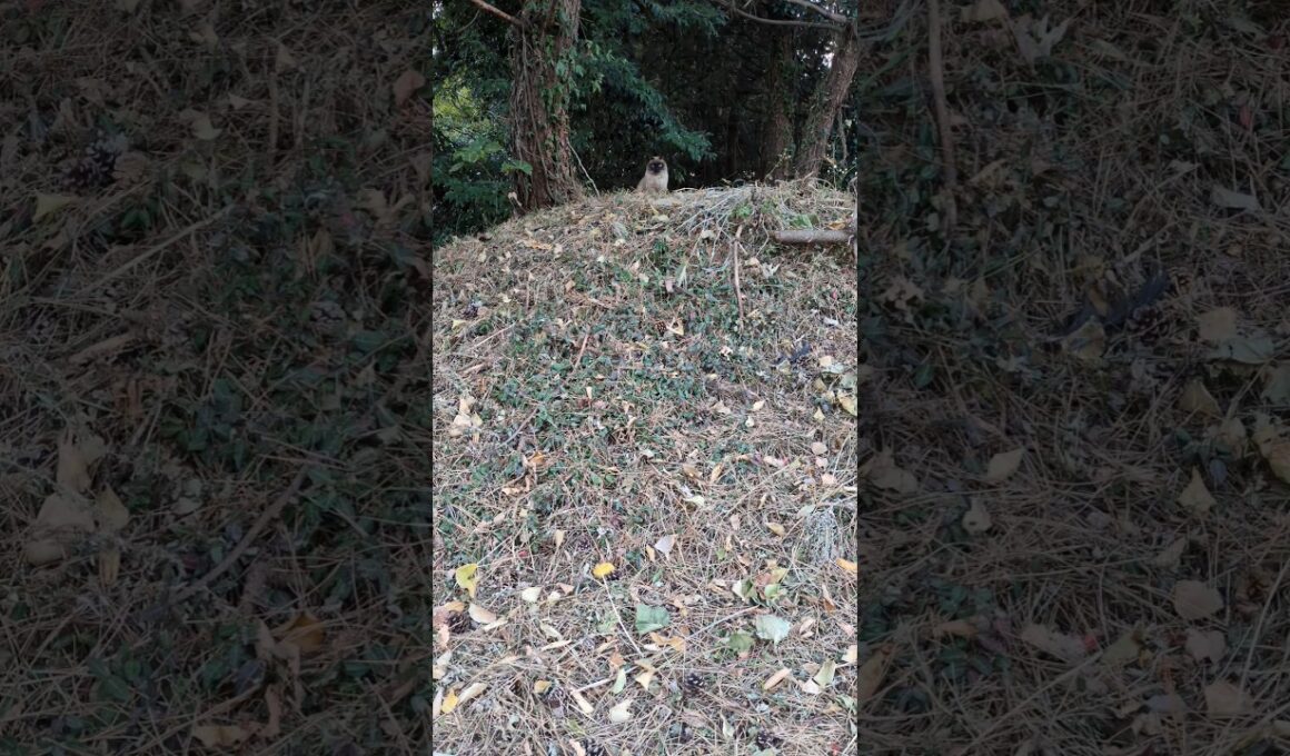 野生のシャム猫？