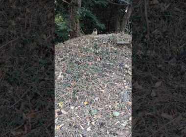 野生のシャム猫？