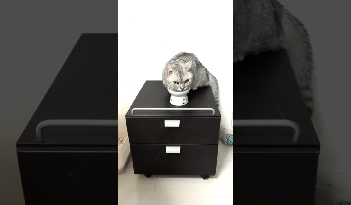 【ぽっちゃん家】のんびり猫一家　 vol.25   #猫 #cat #funny#shorts