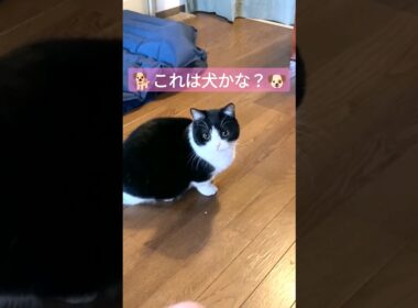 猫のような犬？もしかしたら新種を見つけてしまったかもしれません。 #マンチカン #cat #猫 #munchkin #ハチワレ #犬のような猫 #voicevox #ずんだもん