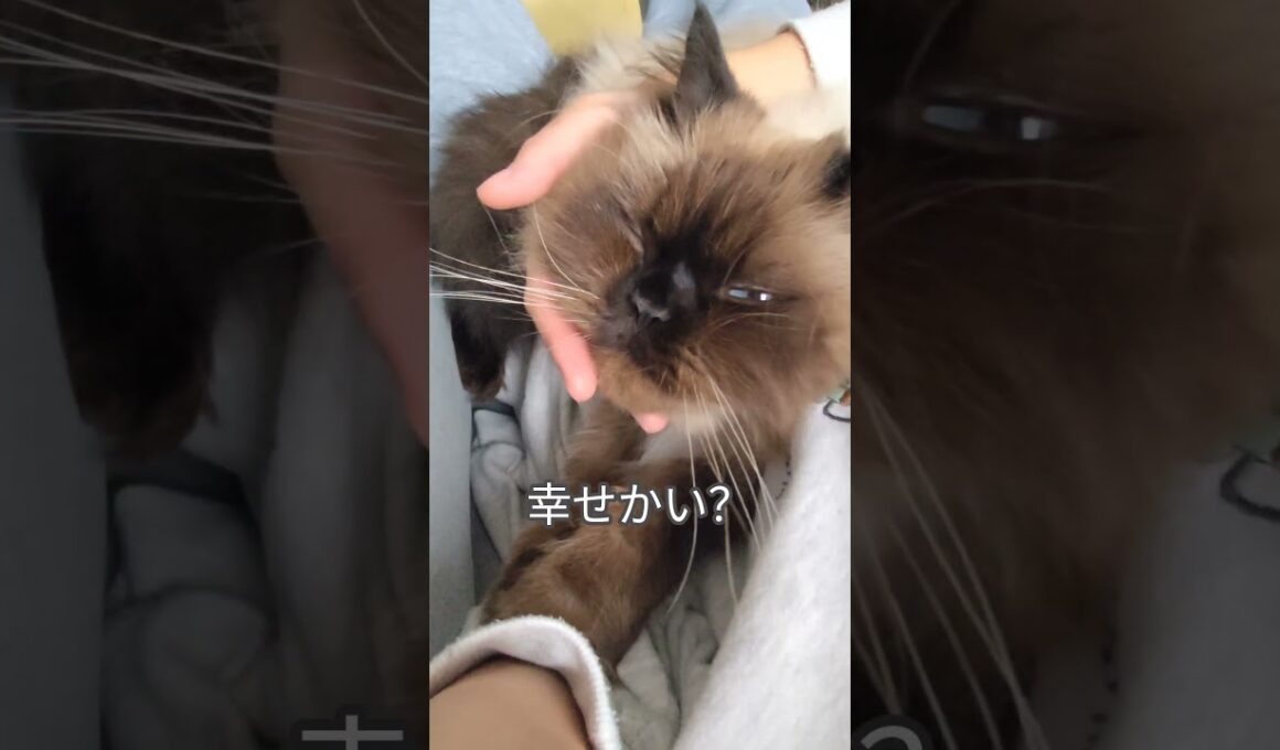 朝の幸せなひととき　#ヒマラヤン #ねこ　#猫　#ふみふみ　#甘えん坊