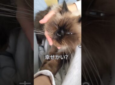 朝の幸せなひととき　#ヒマラヤン #ねこ　#猫　#ふみふみ　#甘えん坊