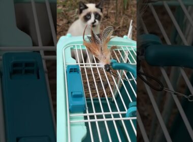 シャムの子ねこパンダくん、ネコジャラシで、ケージに誘って、保護しようとするウp主①