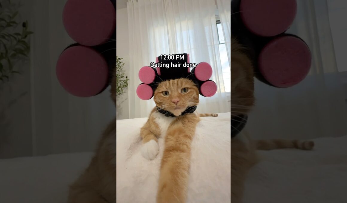 Day in the life of Ginger…