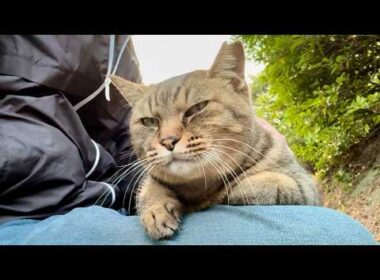 女子キジ猫ちゃんに他の猫との散歩がバレたので拗ねる前に膝の上