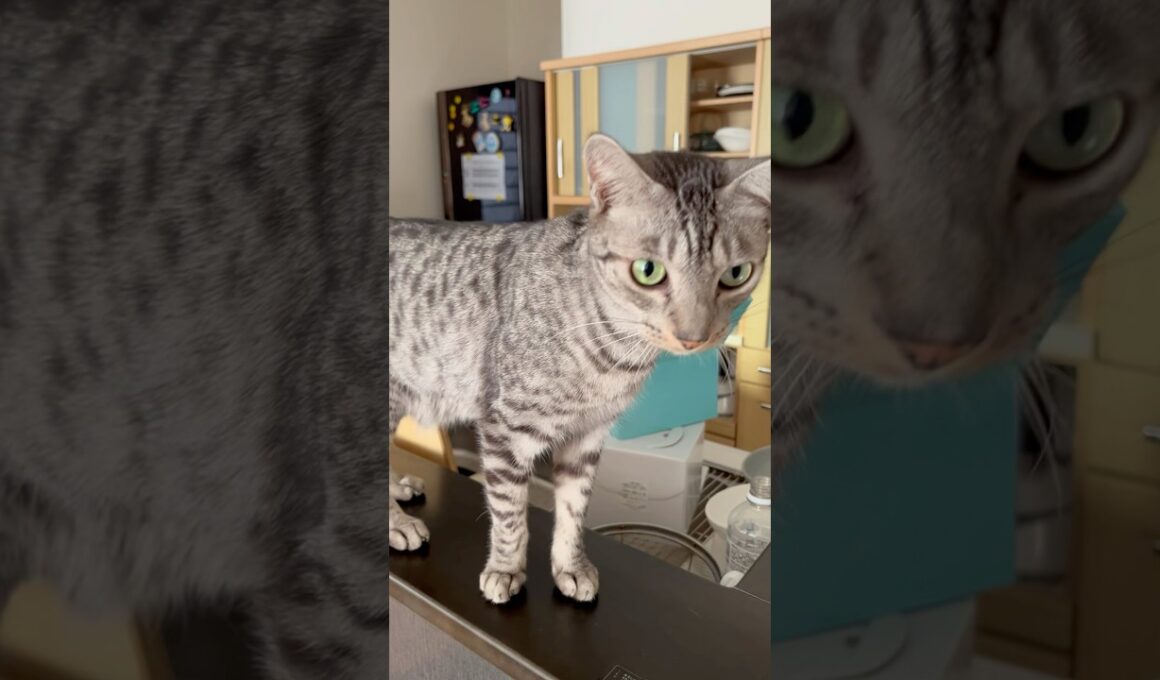 誰かの誕生日なの⁉️🎂#癒し動画 #cat #bengalcat #ベンガル#ocicat