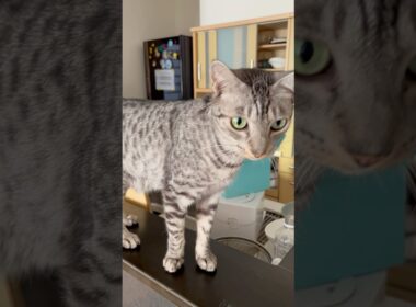 誰かの誕生日なの⁉️🎂#癒し動画 #cat #bengalcat #ベンガル#ocicat