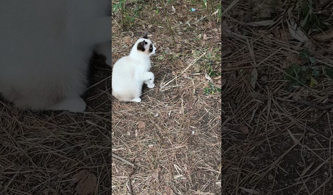 シャムの子ねこパンダくん、ネコジャラシで、ケージに誘って、保護しようとするウp主②　ケージを超えて、手前に来ちゃって💦じゃれちゃった