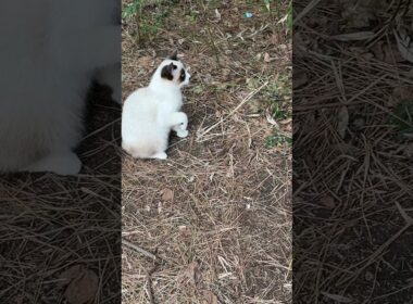 シャムの子ねこパンダくん、ネコジャラシで、ケージに誘って、保護しようとするウp主②　ケージを超えて、手前に来ちゃって💦じゃれちゃった