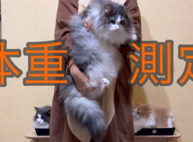 【驚愕】大猫たちの体重測定をしたら、やっぱり大きかったwwwノルウェージャンフォレストキャットとターキッシュアンゴラ